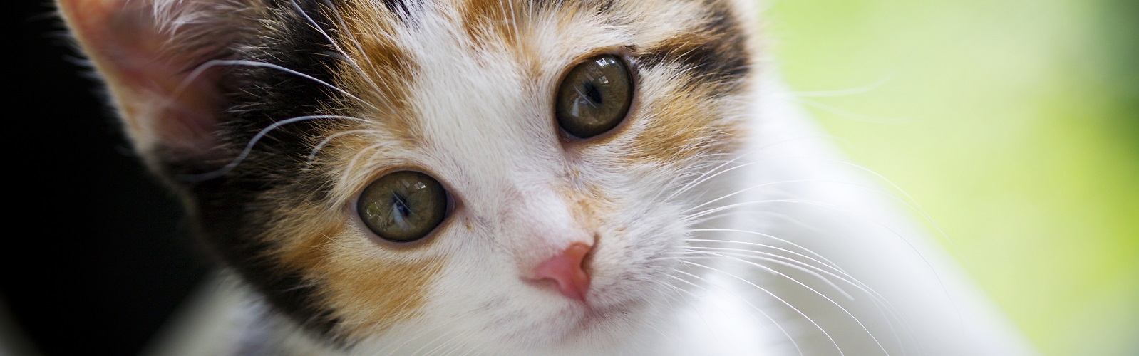 Available Kittens Petland Janesville