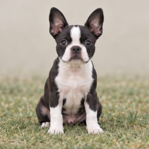 Boston-Terrier