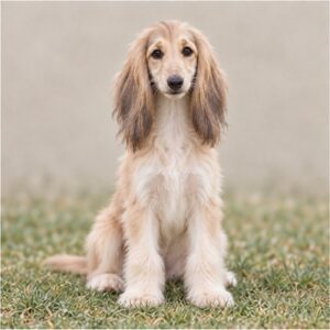 Afghan Hound puppies breed
