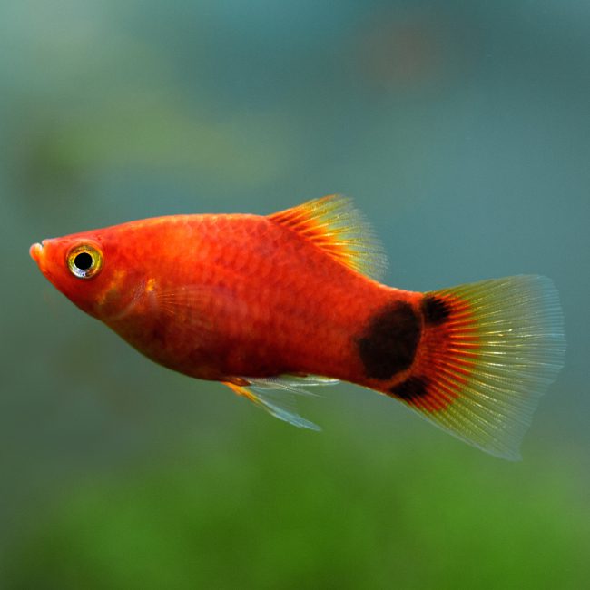 Fish Available for Sale Petland Janesville, Wisconsin