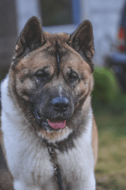 Akita Inu