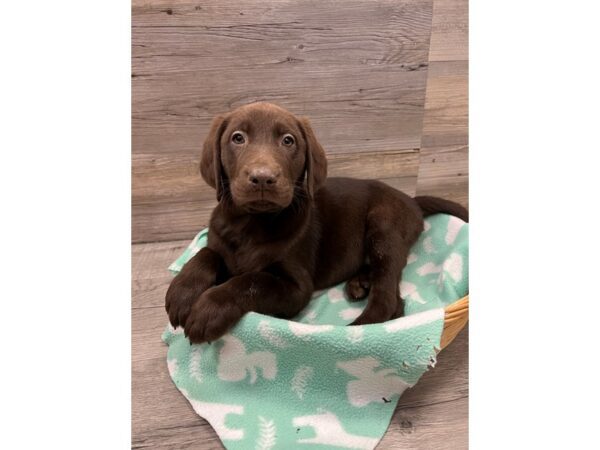 [#19870] Chocolate Male Labrador Retriever Puppies For Sale