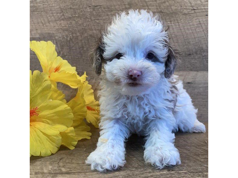 Schnoodle - 19906 Image #1