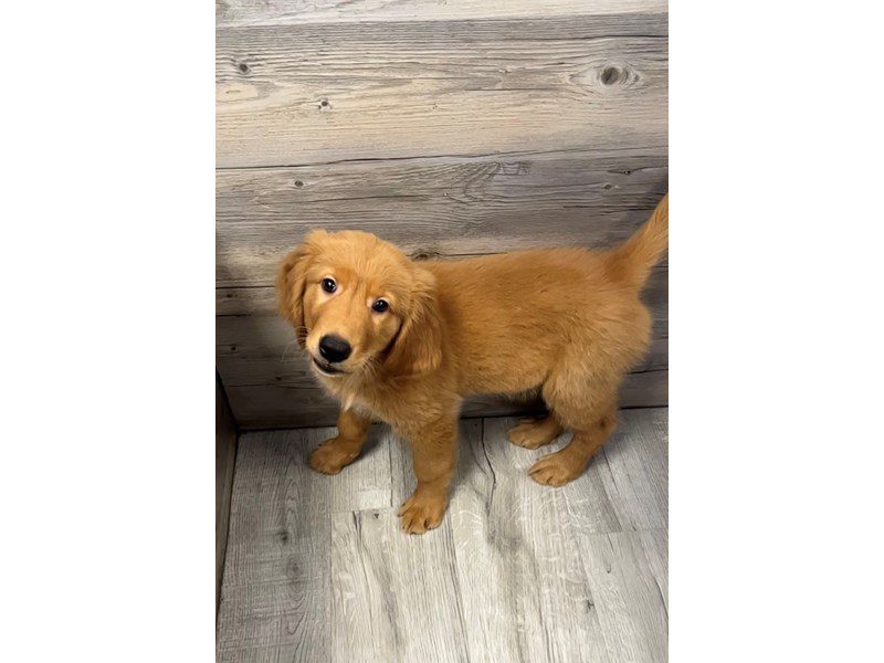 Golden Retriever - 19902 Image #1
