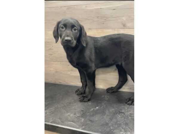 [#19881] Black Female Labrador Retriever Puppies For Sale