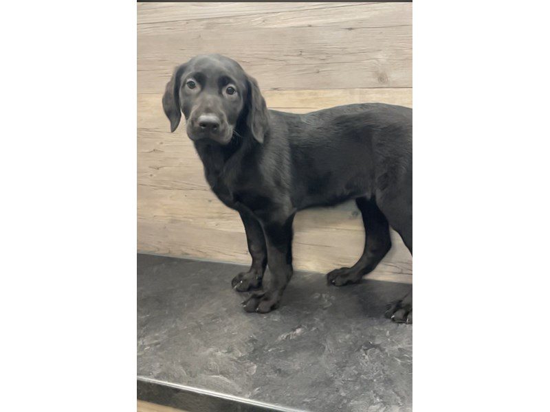Labrador Retriever - 19881 Image #1