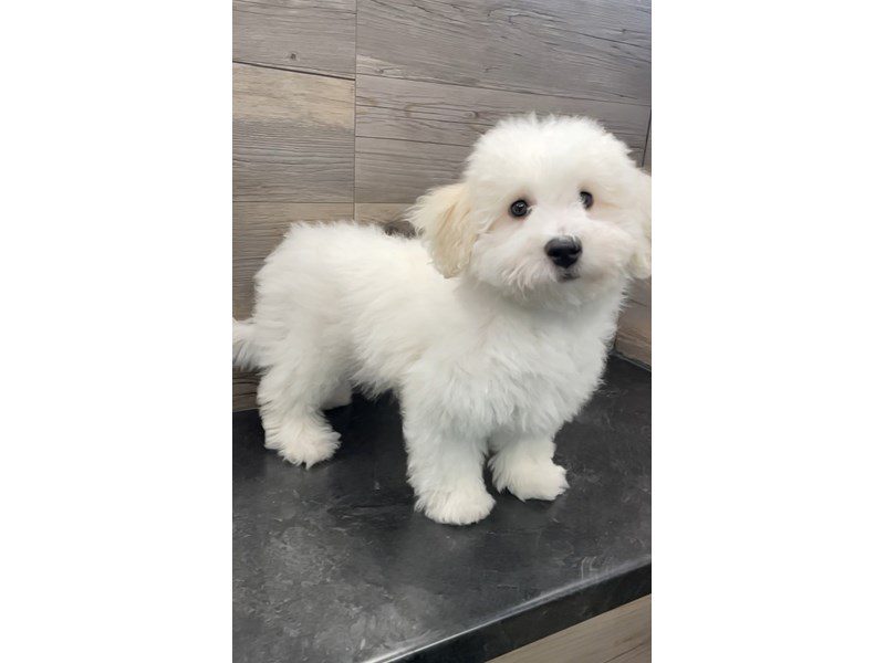 Bichon Frise - 19876 Image #1