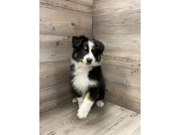 [#19888] Black Male Miniature Australian Shepherd Puppies For Sale