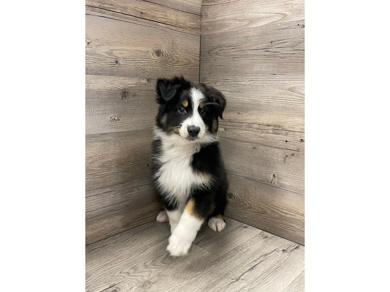 Miniature Australian Shepherd - 19888 Image #1