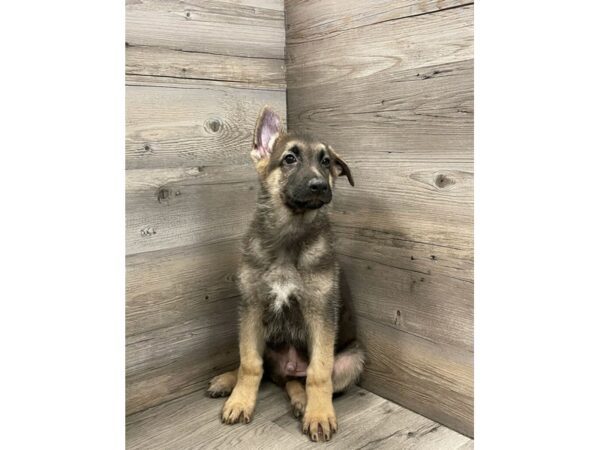 [#19890] Black / Tan Male German Shepherd Dog Puppies For Sale