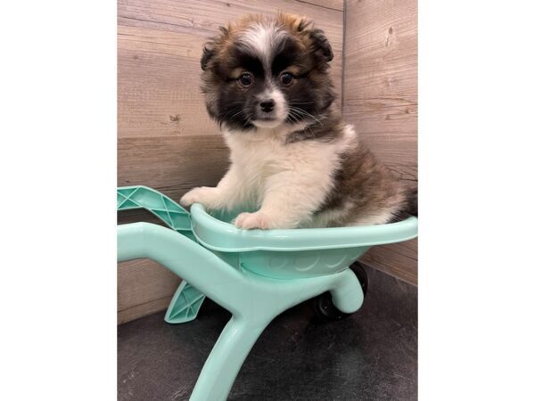 [#19910] Black/Brown/White Male Pomeranian/ Teddy Bear Puppies For Sale