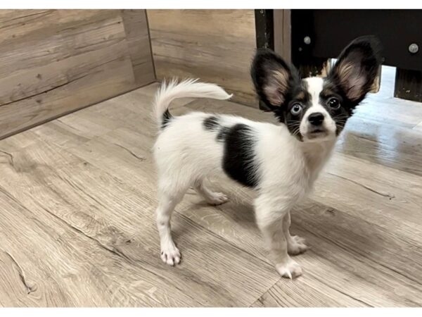 [#19915] Tri-Colored Male Papillon Puppies For Sale