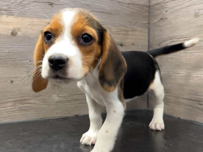 Beagle Puppies - Breed Info - Petland Janesville, Wisconsin
