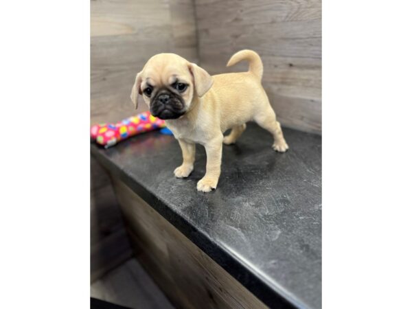 [#19925] Fawn Female Puggle Puppies For Sale