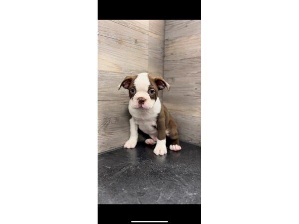 [#19927] Seal / White Male Boston Terrier Puppies For Sale