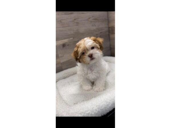 [#19926] Red / White Female Teddy Bear Puppies For Sale