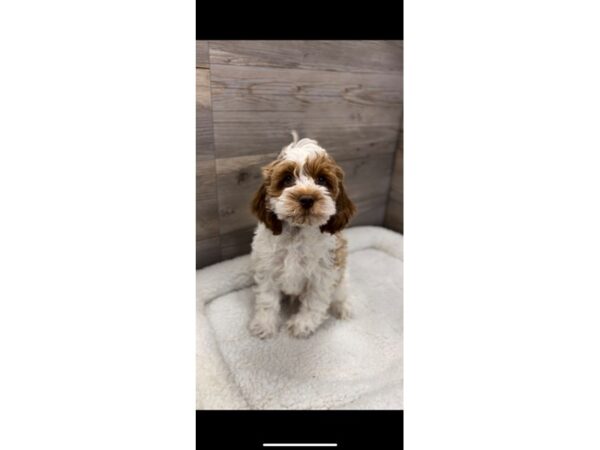 [#19930] Red Male Cock A Poo Puppies For Sale