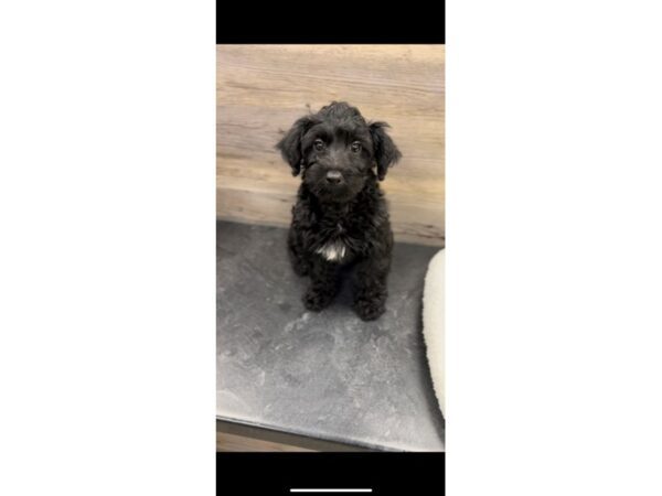 [#19911] Black / Tan Female Yorkiepoo Puppies For Sale