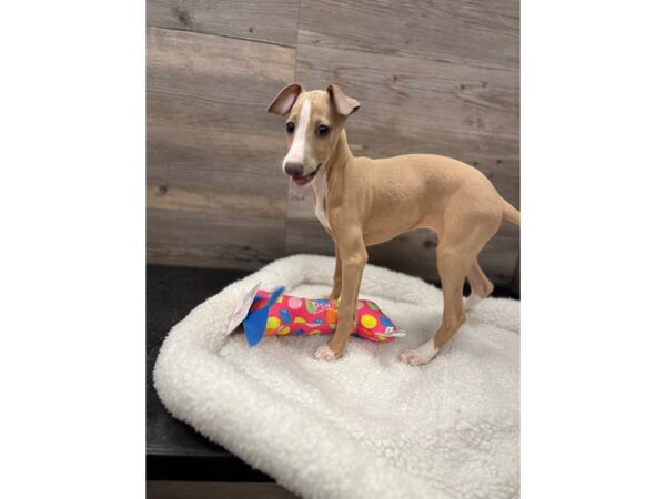 [#19929] Blue Fawn Male Italian Greyhound Puppies For Sale