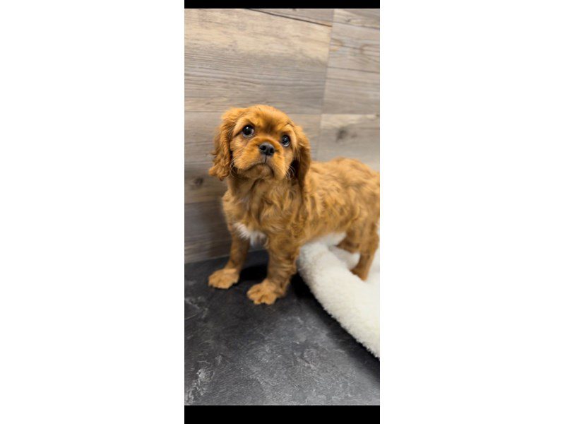 Cavalier King Charles Spaniel - 19928 Image #1