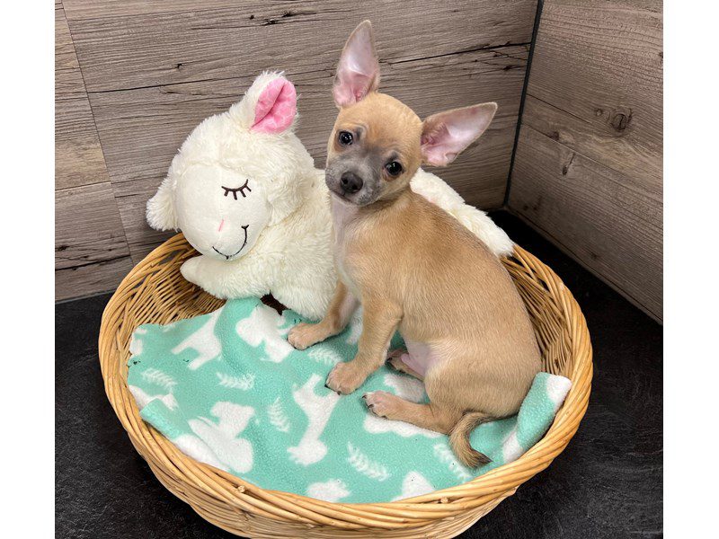 ChihuahuaDogFemaleBlack / White3922220Petland Janesville, Wisconsin