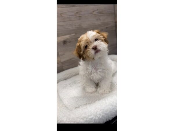 [#19926] Red / White Female Teddy Bear Puppies For Sale