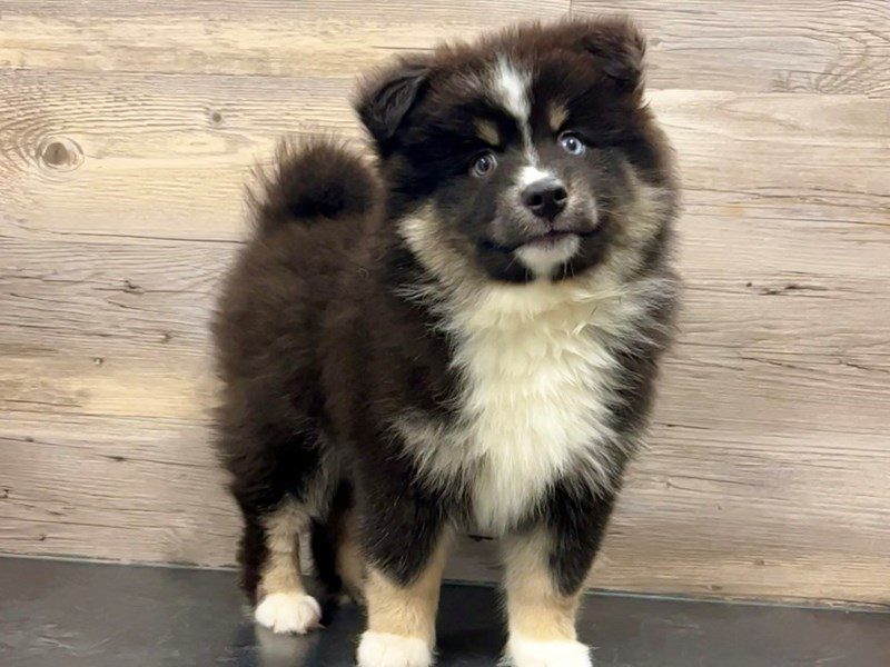 Pomsky - 19941 Image #1