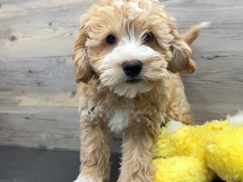 Goldendoodle - 19935 Image #1