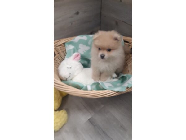 [#19951] Brown Male Pomeranian Puppies For Sale