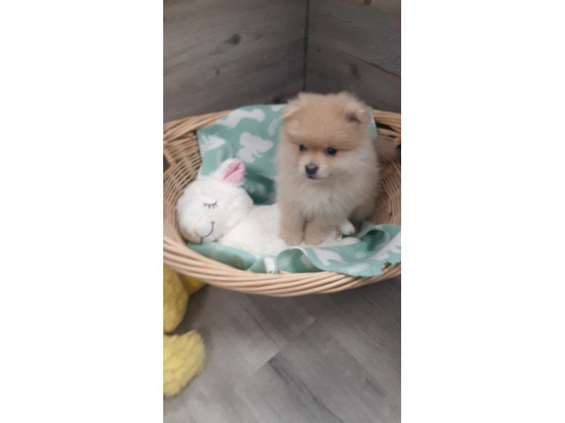 Pomeranian - 19951 Image #1