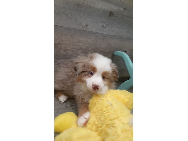 Mini Australian Shepherd - 19953 Image #1