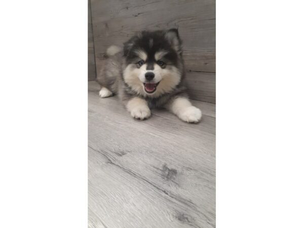 [#19957] Gray / White Female Pomsky Puppies For Sale