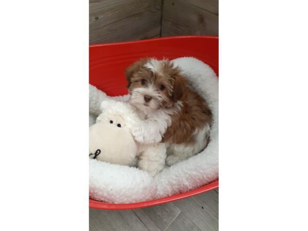 [#19944] Brown / White Male Havanese Puppies For Sale