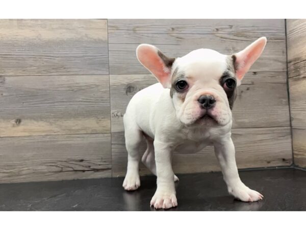 [#19962] White Female French Bulldog Puppies For Sale