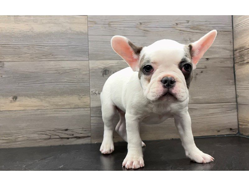 French Bulldog - 19962 Image #1
