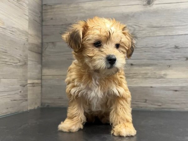 [#19978] Brown Male Yochon Puppies For Sale