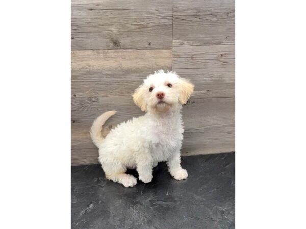 [#19947] Cream Male Labradoodle Mini 2nd Gen Puppies For Sale