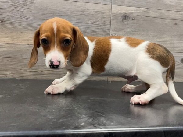 [#19970] Red Dapple pie bald Male Dachshund Puppies For Sale