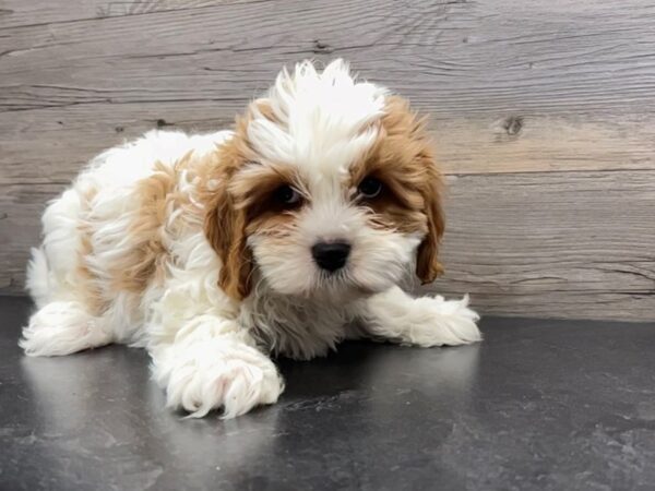 [#19968] Blenheim Male Cava Poo Puppies For Sale