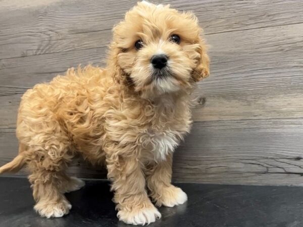 [#19967] Ruby Male Cava Poo Puppies For Sale
