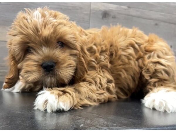 [#19969] Ruby Male Cava Poo Puppies For Sale