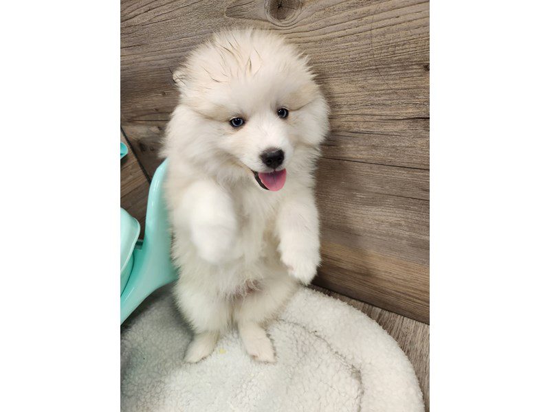 Huskimo - 19983 Image #1