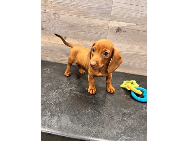 [#19997] Red Female Dachshund Puppies For Sale