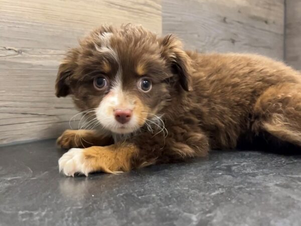 [#19993] red/white Female Mini Aussie Puppies For Sale