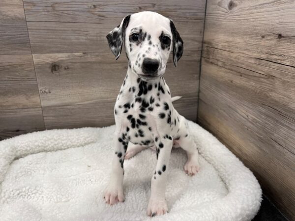 [#19998] White / Black Female Dalmatian Puppies For Sale