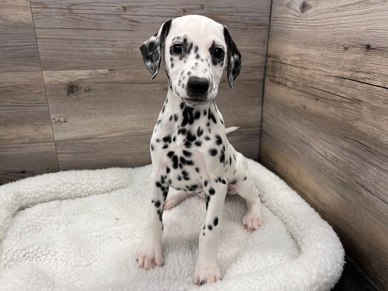 Dalmatian - 19998 Image #1