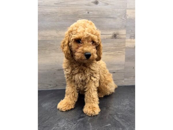 [#19992] Apricot Male Miniature Poodle Puppies For Sale
