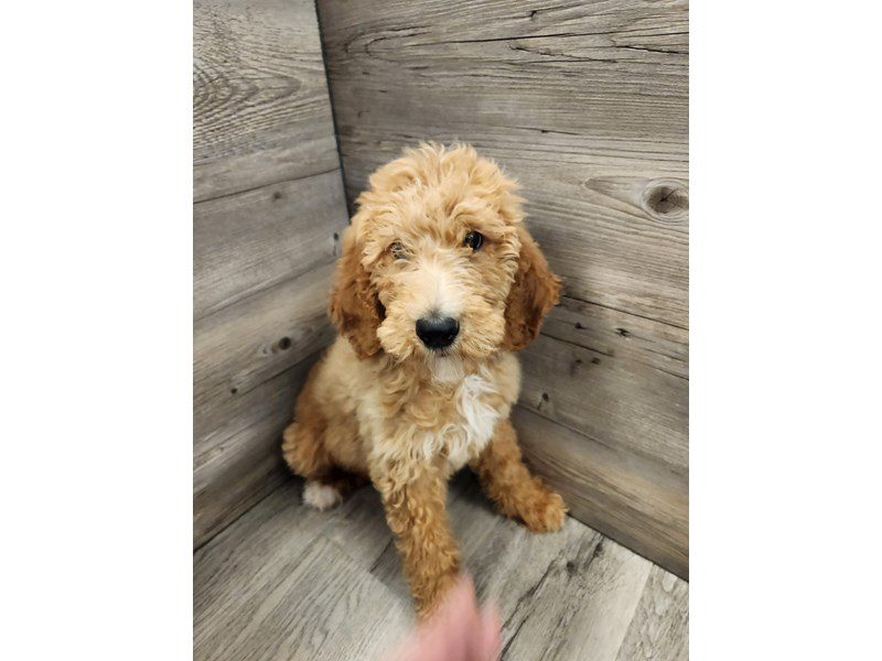 Goldendoodle - 19973 Image #1