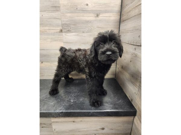 [#20002] Black Female Giant Schnauzer Puppies For Sale