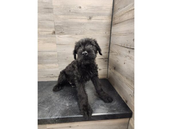 [#20003] Black Male Giant Schnauzer Puppies For Sale